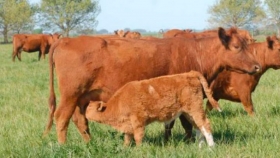 Invernada y cría: rompiendo los $200