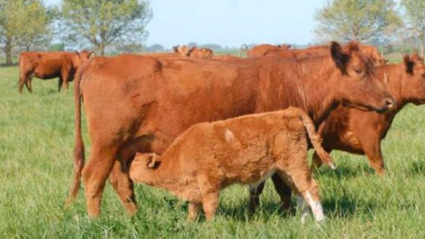 Invernada y cría: rompiendo los $200