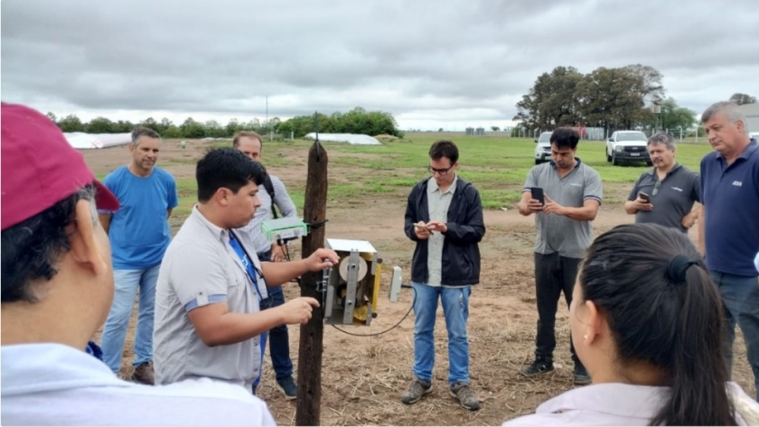 Acciones de monitoreo y manejo de la chicharrita del maíz en Tucumán, Entre Ríos y Chaco