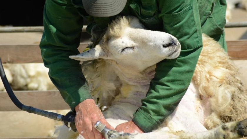 Descubriendo el Arte de la Esquila: cómo cuidar a las ovejas