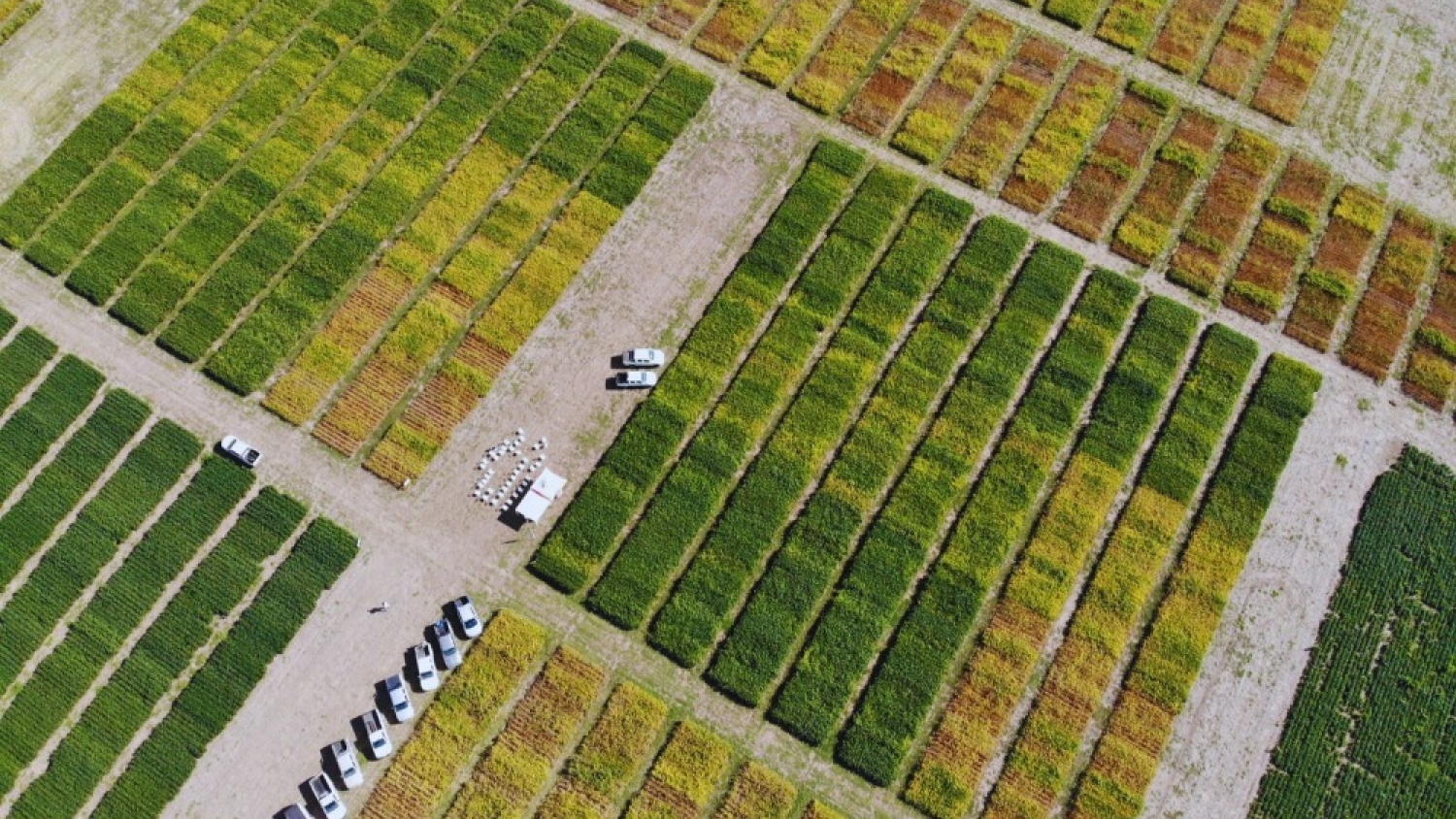 La red argentina de soja se expande y crea una plataforma regional para mejorar rindes en América Latina