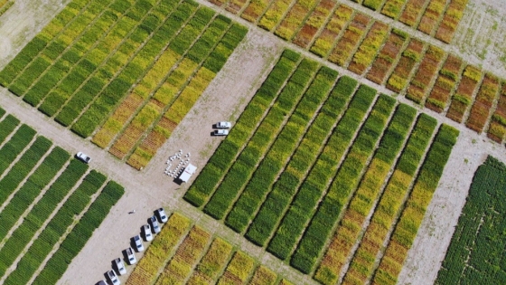 La red argentina de soja se expande y crea una plataforma regional para mejorar rindes en América Latina