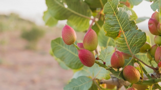 El pistacho gana terreno en Argentina: cómo cultivarlo en casa y cuándo da frutos