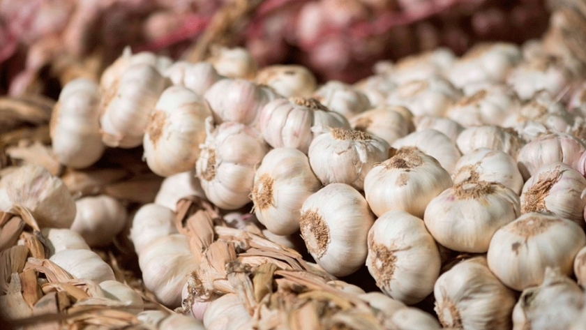 Nuevo cultivar de ajo blanco para ampliar la frontera de cultivo