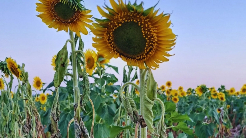 Jopo: Conocer esta planta invasiva para proteger el cultivo de girasol