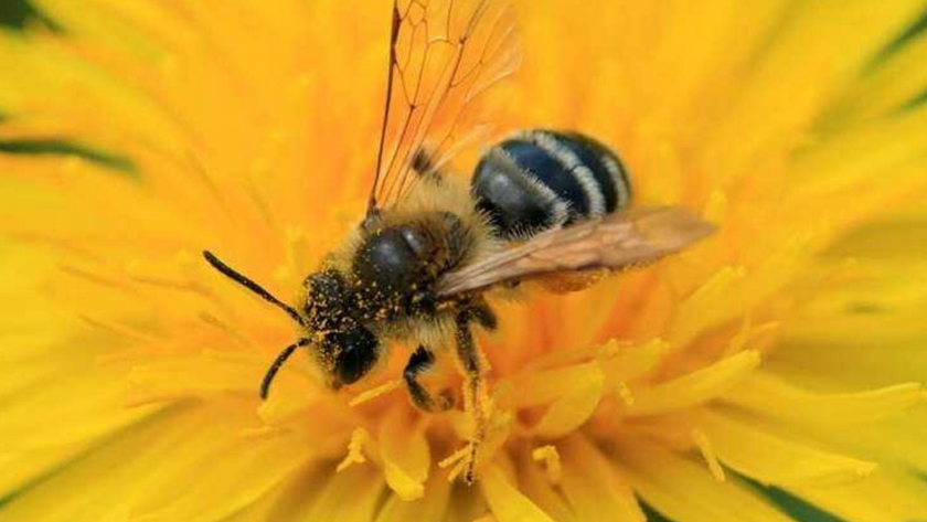 África también debería prohibir los insecticidas neonicotinoides