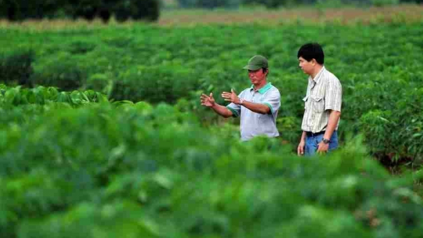 ¿Cómo una planta ancestral de américa latina llegó a ser el segundo cultivo comercial más importante de Asia?