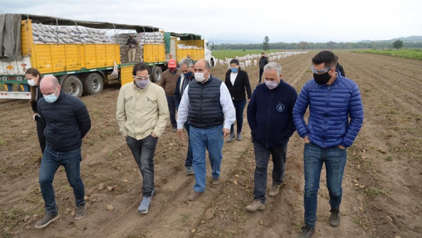 La cosecha papera avanza cuidando la salud de 15 mil campesinos