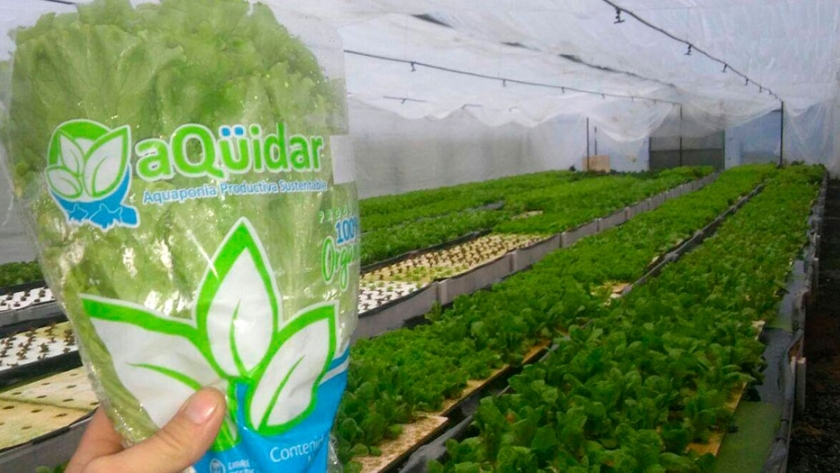 Aqüidar, el único emprendimiento de acuaponia que ofrece vegetales y peces en Argentina