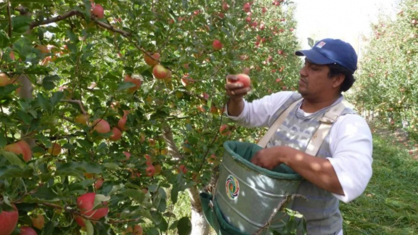 Senasa comunicó que se encuentra abierta la inscripción en el Renspa y en los programas de exportación de frutas frescas