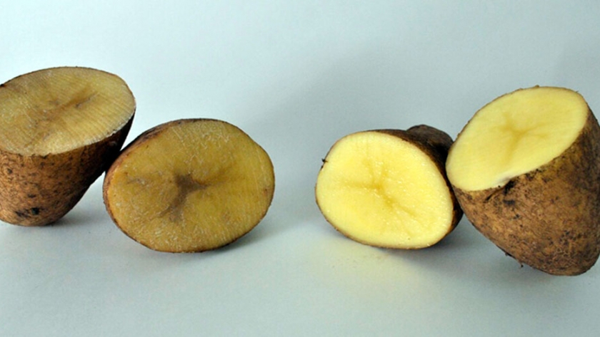 Siembran en Argentina primeras papas que no se oxidan
