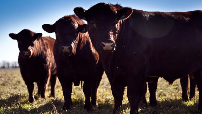 Aseguran que los precios de la carne vacuna bajarán en el corto plazo
