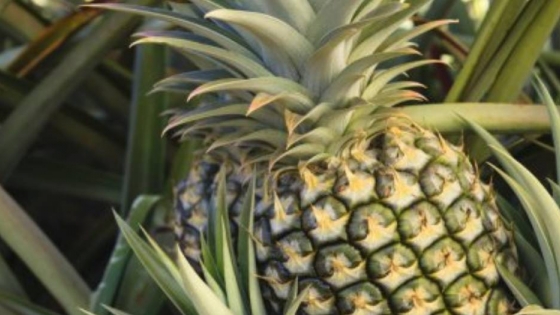 Una nueva variedad de ananá que puede transformar la industria 