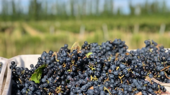 La Provincia ofrecerá un nuevo financiamiento al sector vitivinícola