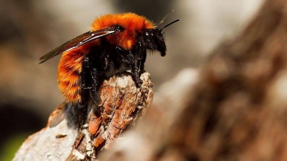 El abejorro gigante del sur argentino enfrenta una amenaza crítica por la expansión de una especie invasora