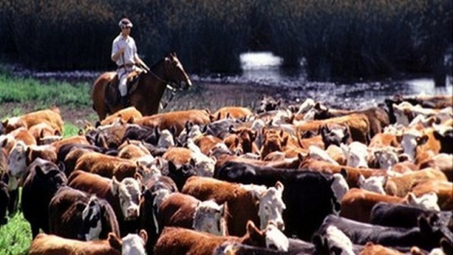 Expansión ganadera en Salta con más vientres, genética y apuesta láctea