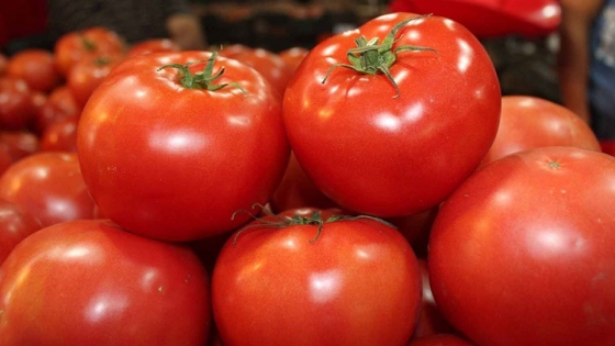 Crisis hortícola en Corrientes: productores tiran tomates porque el precio no cubre costos