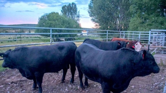 Histórico: se concretó la primera exportación de bovinos en pie con destino a Chile
