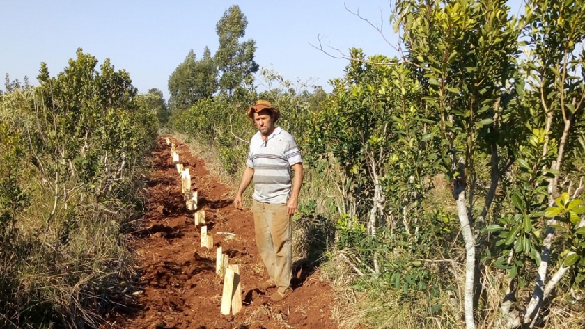 Diagnóstico de parámetros físicos de suelos en yerbales del noreste de Corrientes
