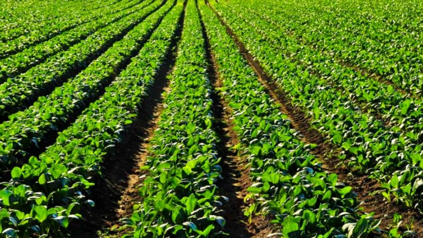 El Departamento de Agricultura de EE.UU. ve más soja en Brasil y Argentina