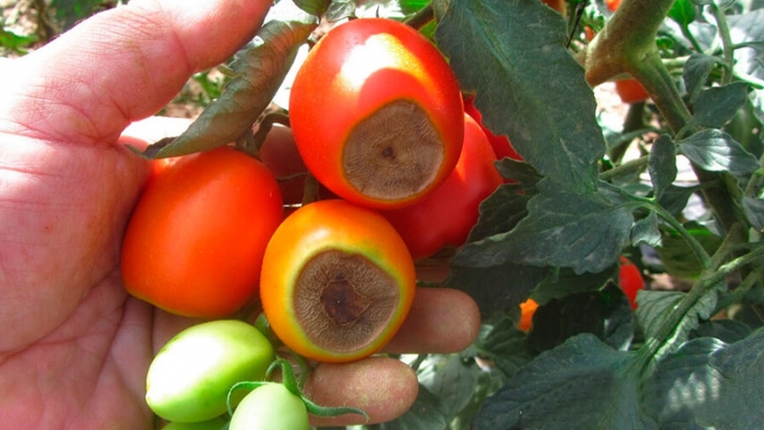 A qué se debe la podredumbre apical que presentan los tomates
