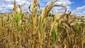 Maíz: recortan la estimación de cosecha por la sequía y la ola de calor