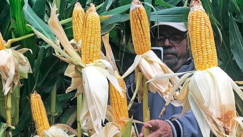Productores de Aapresid cerca del máximo