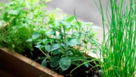 Huerta en casa: cómo multiplicar las plantas aromáticas