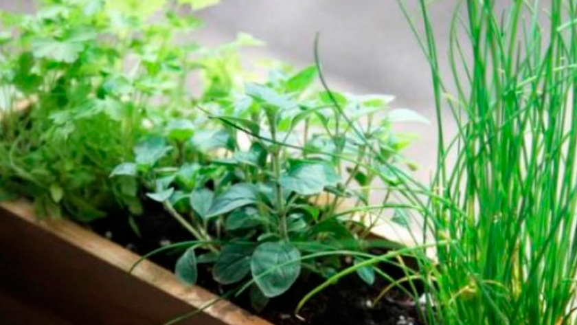 Huerta en casa: cómo multiplicar las plantas aromáticas