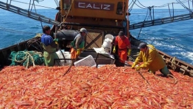 Langostino: ponen en duda el comienzo de la temporada de pesca