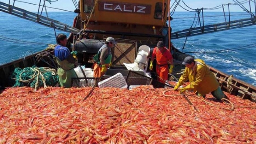 Langostino: ponen en duda el comienzo de la temporada de pesca