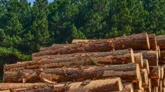 Brasil: la madera se posiciona como el tercer producto más exportado del sector agroindustrial paranaense