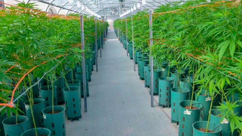 El Gobierno aprobó dos proyectos de investigación para el cultivo de cannabis