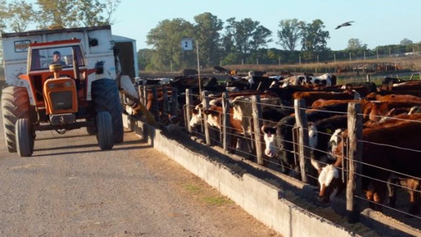 Feedlot: Mayor ocupación que el año pasado, pero en baja respecto de junio
