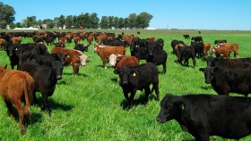 Ganadería: tiempos de oferta acelerada, signo de un cambio de ciclo