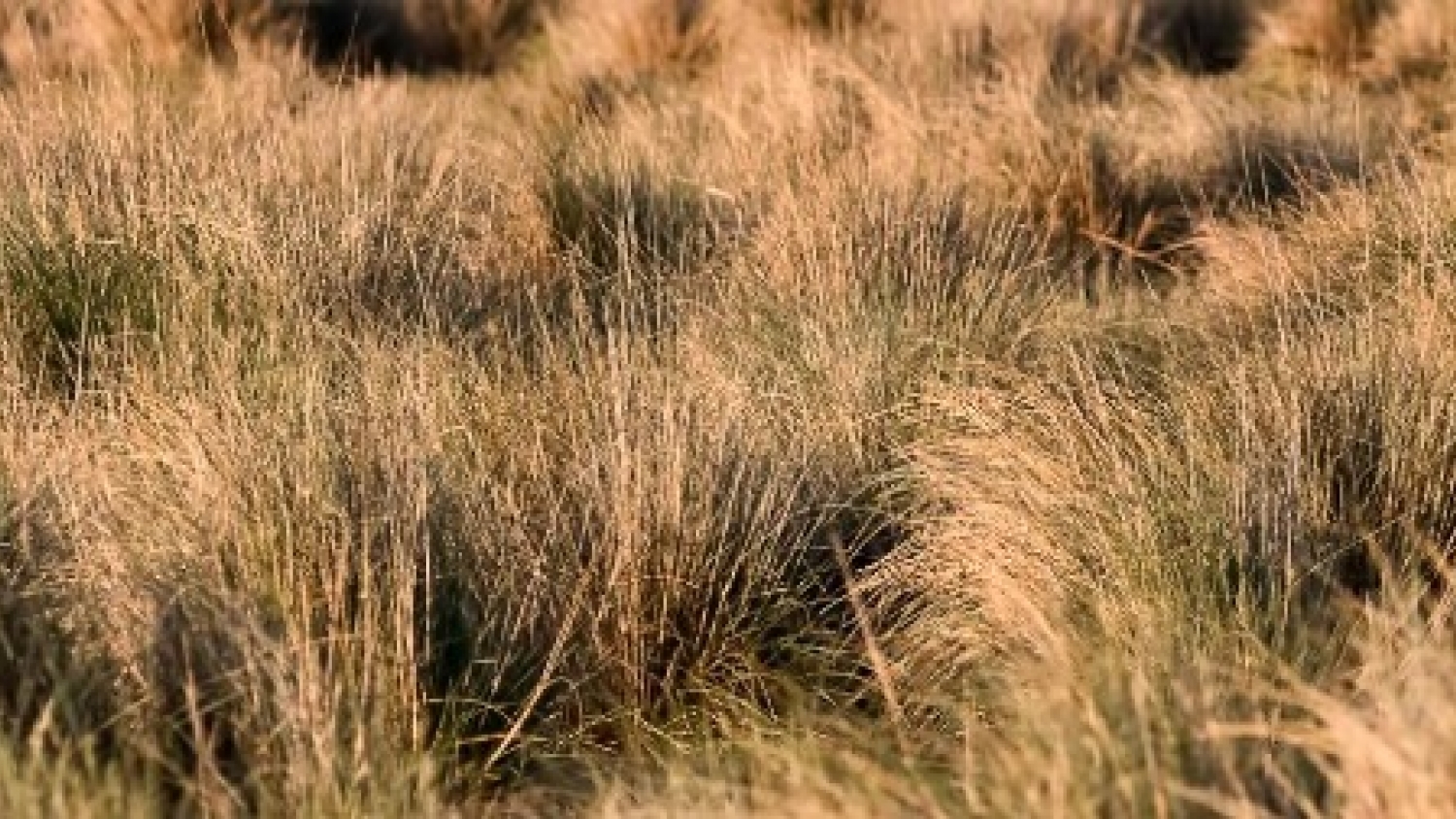 Un nuevo mapa global redefine la extensión de los pastizales y su impacto en el carbono