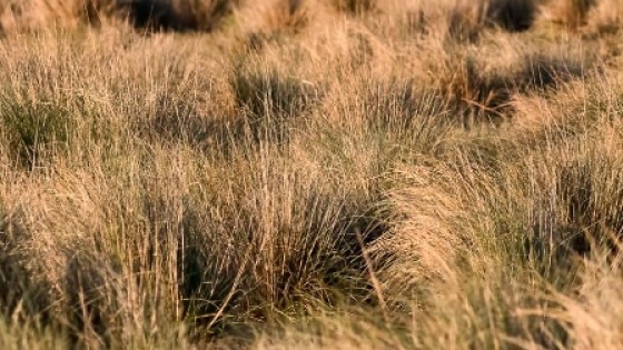 Un nuevo mapa global redefine la extensión de los pastizales y su impacto en el carbono