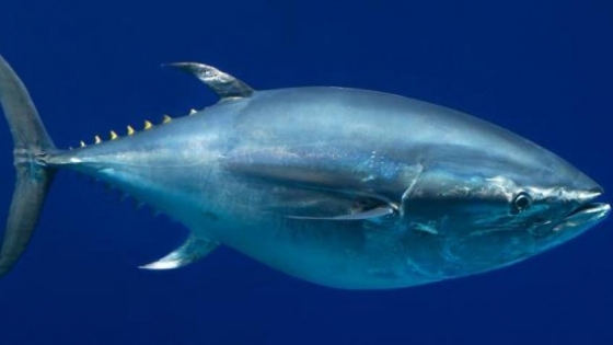 Día Mundial del Atún: una de las especies más consumidas en el mundo por su alto valor nutricional