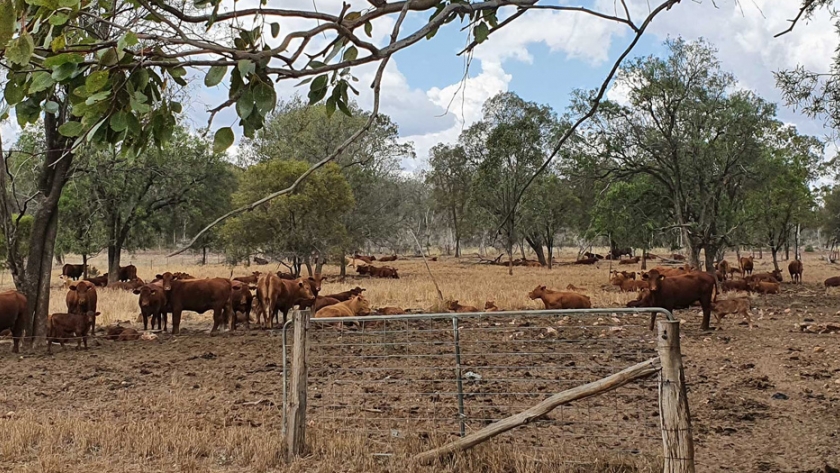 Las TIC en la agricultura: un viaje al interior de Australia, Queensland