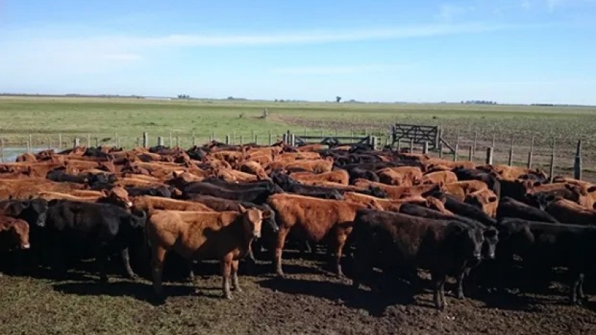 La nueva zona de moda que atrae inversiones agropecuarias: cuánto sale una hectárea