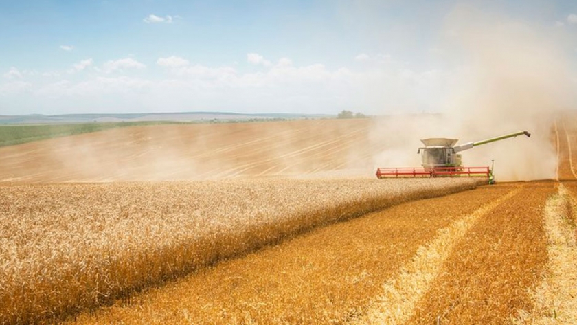 Trigo, harina, exportaciones y divisas