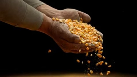 <Fin a la guerra del maíz: EEUU y México se encaminan a resolver el conflicto transgénico este año