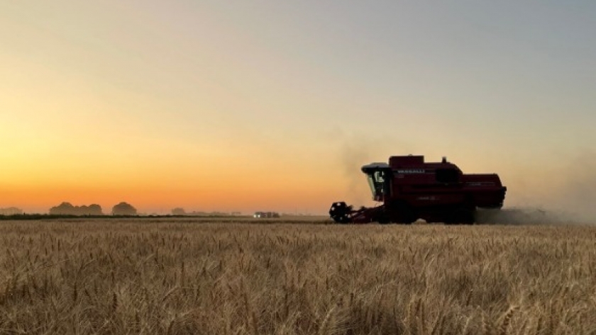 Por la sequía que no termina de irse, la campaña de trigo en Córdoba ya registra pérdidas millonarias y muchos se preguntan si vale la pena cosechar