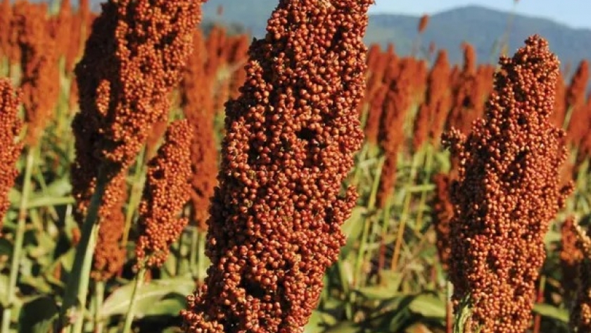 Sorgo: buenas expectativas de rinde sostienen altas proyecciones