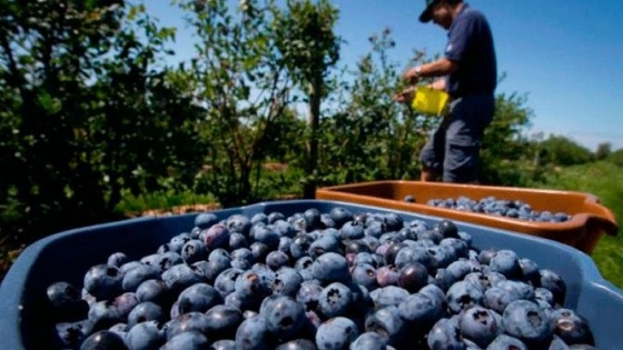 La demanda global impulsa al arándano argentino, que espera colocar el 60% de su producción en el exterior
