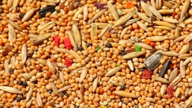 Mijo: un cereal muy nutritivo y rico en proteínas