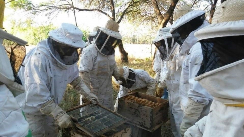 Alrededor de 13 toneladas de miel se produjeron en el Departamento Ramón Lista