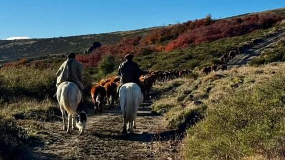 Ganadería sustentable en la Patagonia: el modelo mapuche que mejoró la producción y elevó los ingresos