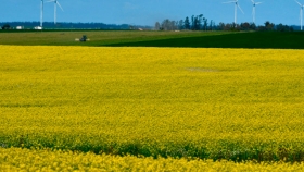 Campos amarillos: por qué la cosecha de canola de 2020 será la más grande de la historia uruguaya
