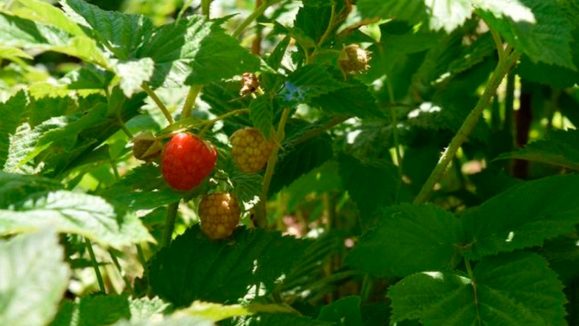 Productor cultiva frambuesas en la altura